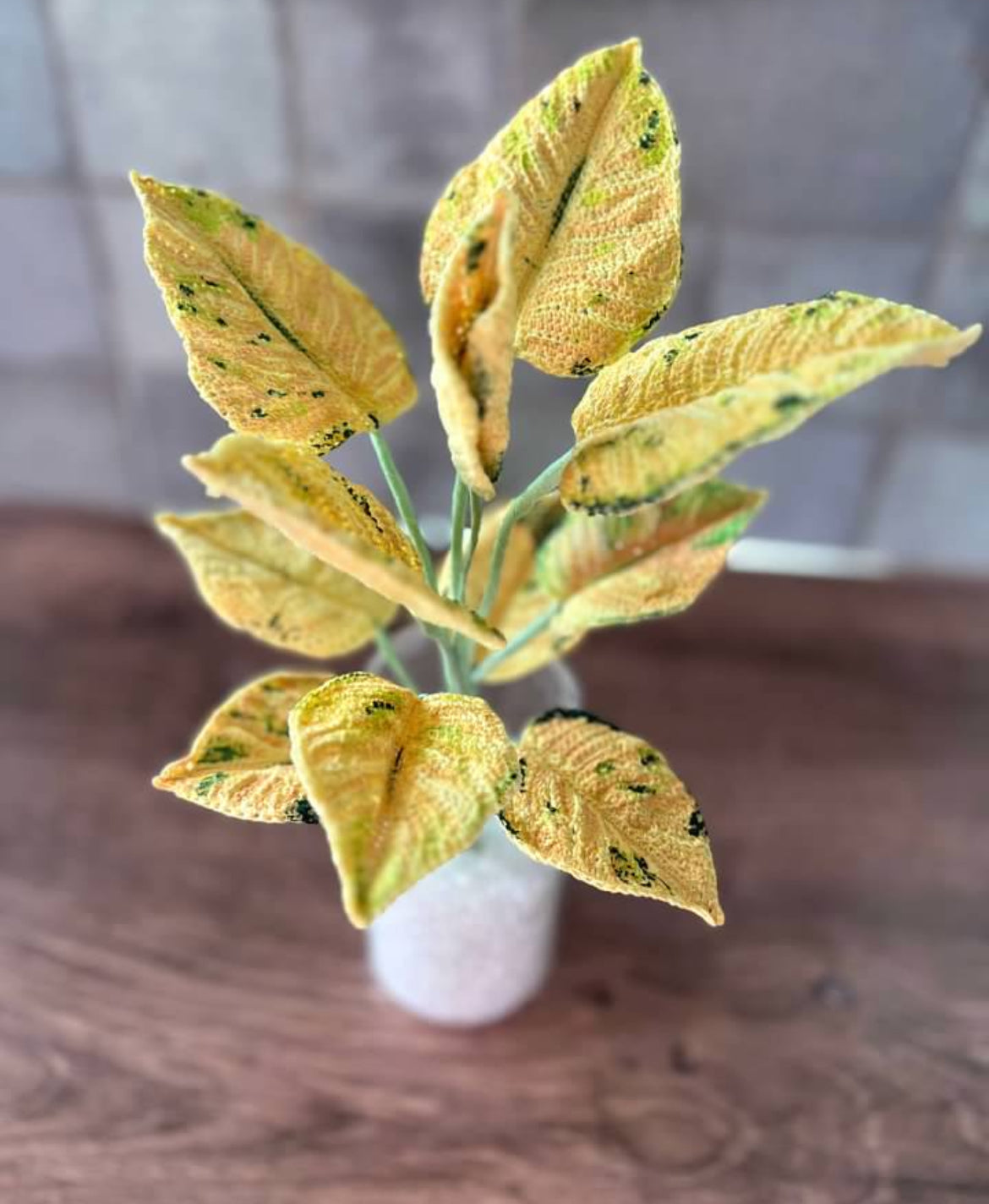 Aglaonema Moonshine Plant